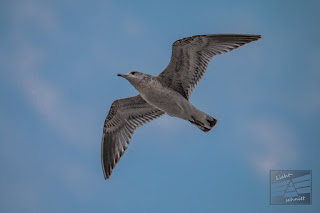 Gegen Den Rest Der Welt Mit Kamera 2015