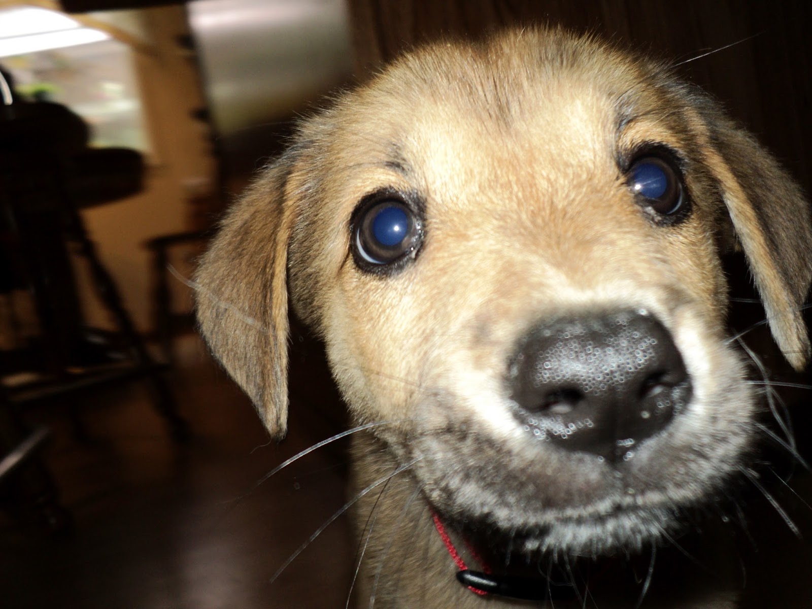 Foster Dogs How to Foster a Dog