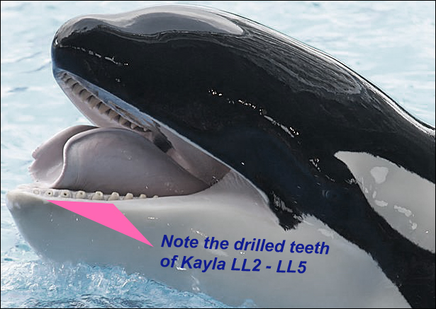 killer whale in captivity essay Killer whales in captivity entertainment or torture the death of the seaworld orlando s trainer dawn brancheau, in 2010, by one of their performing orcas. killer whale in captivity essay Killer whales in captivity entertainment or torture the death of the seaworld orlando s trainer dawn brancheau, in 2010, by one of their performing orcas.