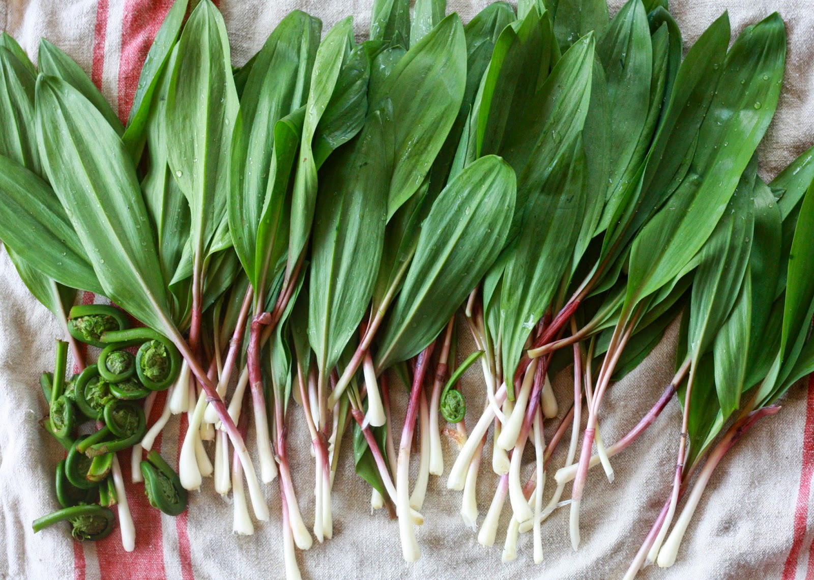 A natural food blog Crispy Fiddlehead Poppers