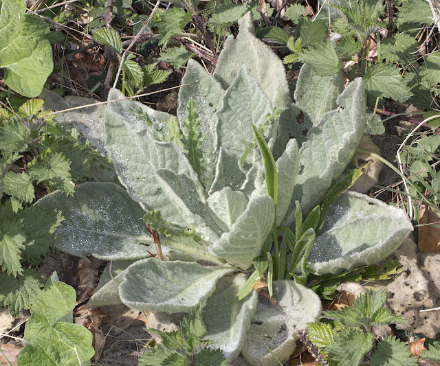 Rosette of Mullein leaves.  Nashenden Down Nature Reserve, 14 April 2012.