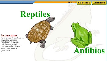 ANFIBIOS-REPTILES