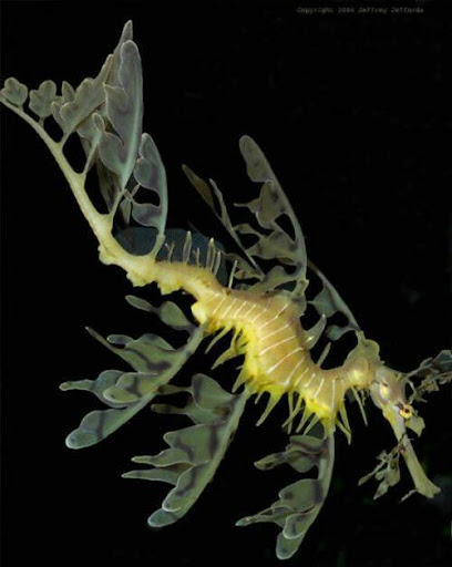 dragon de mar