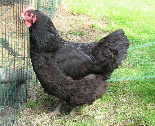 Natural Chicken Keepin...