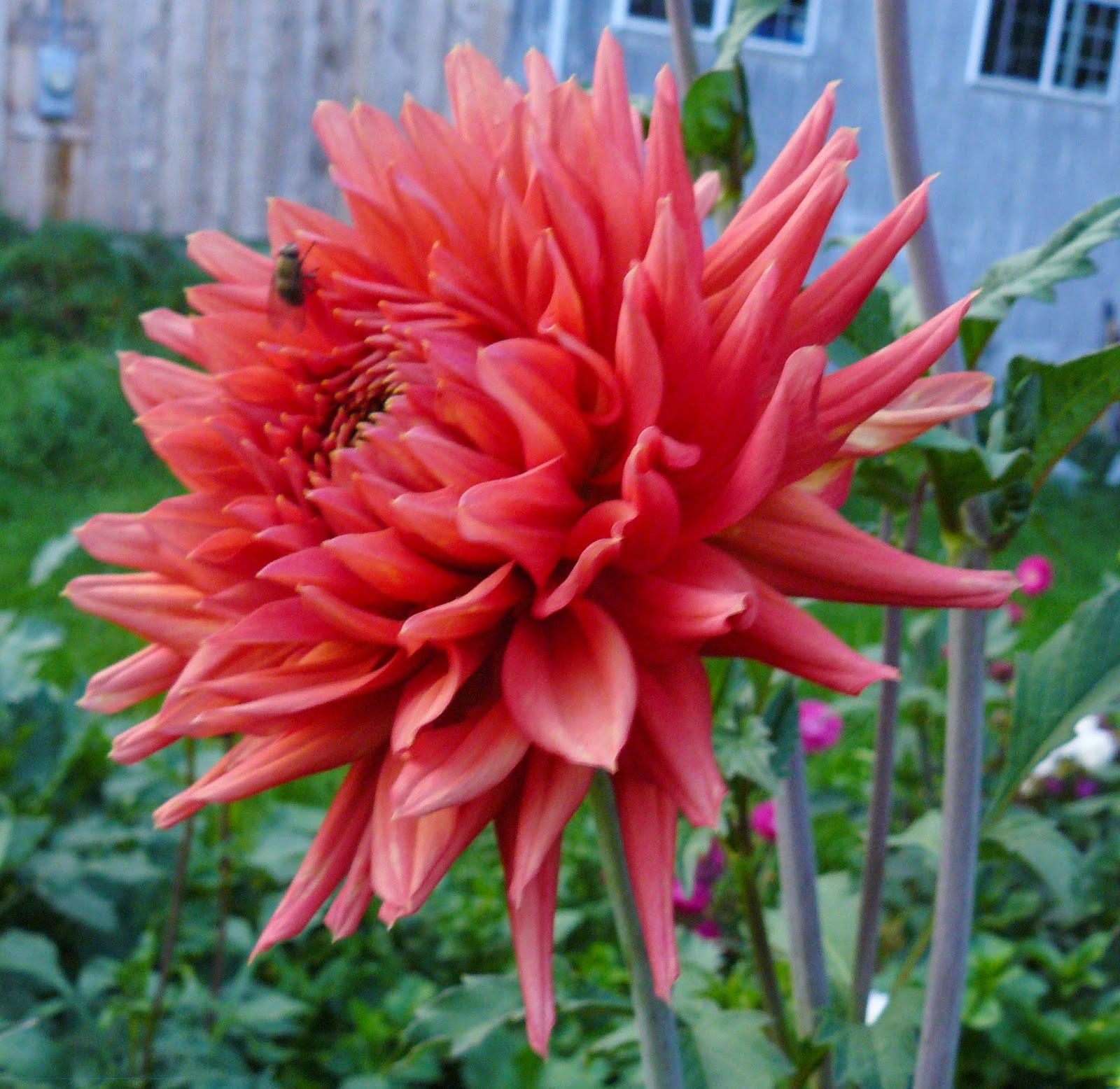 Clear Creek Dahlias 2014 Dahlia Photo Album