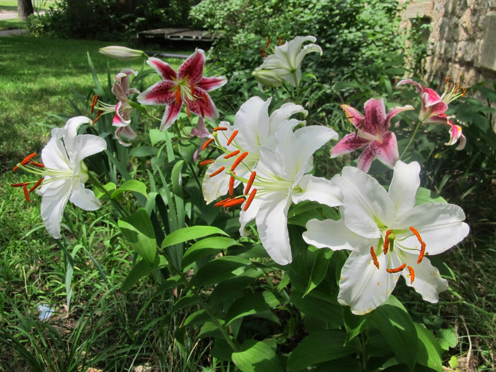 HOME HAVEN LILIES ON THE PRAIRIE