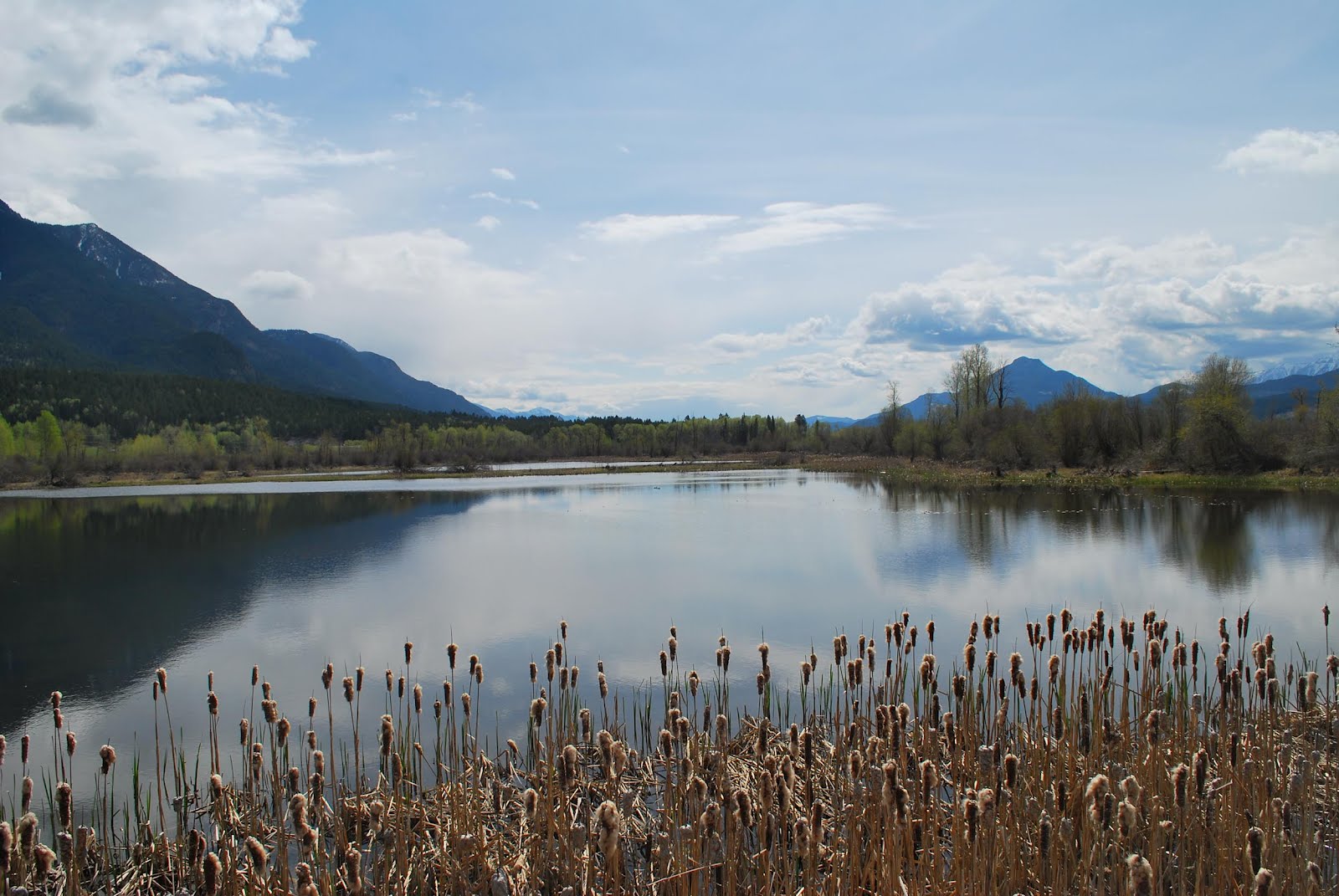 outside of the bubble Spillimacheen and Columbia Rivers