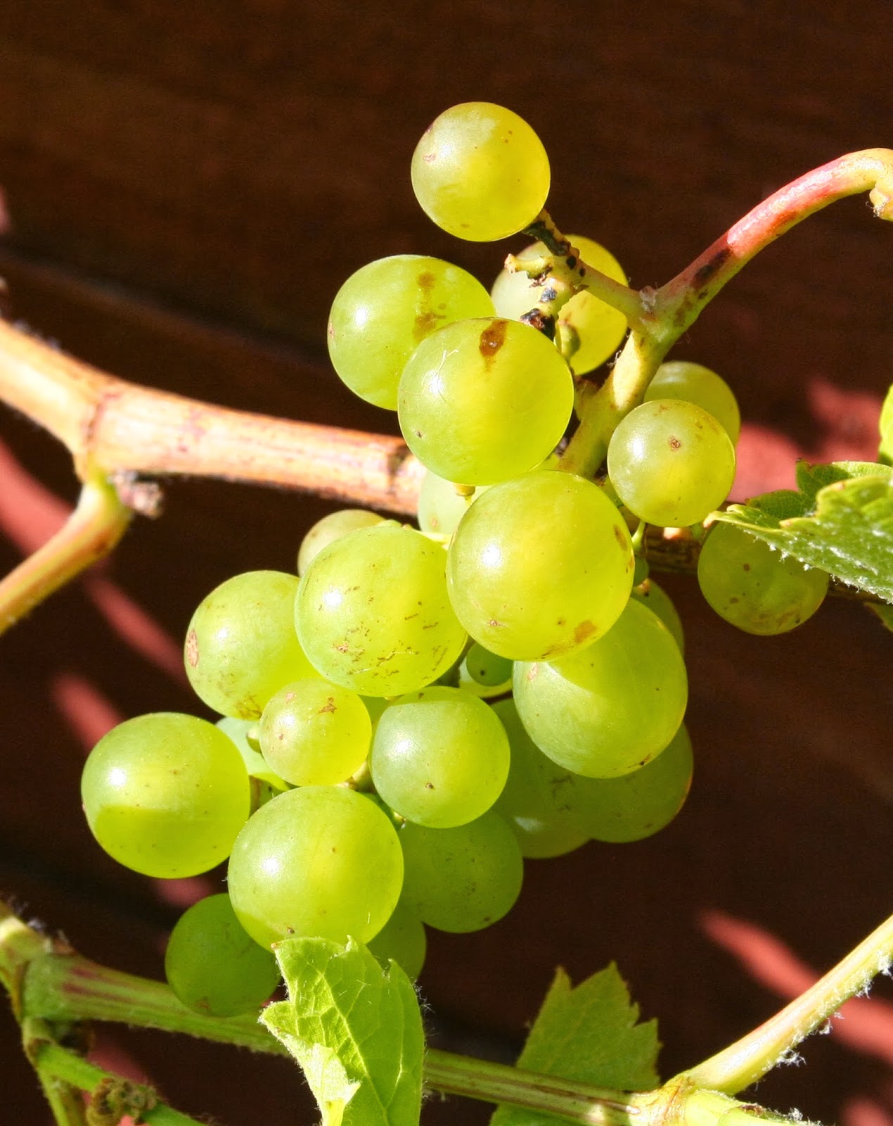 Scottish Artist and his Garden SCOTTISH GRAPE VINES
