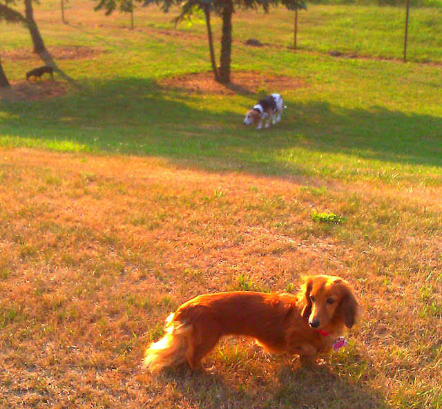 dachshund at play