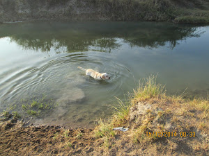 Labrador "Moti" demonstrating his retrieving skills in the canal.