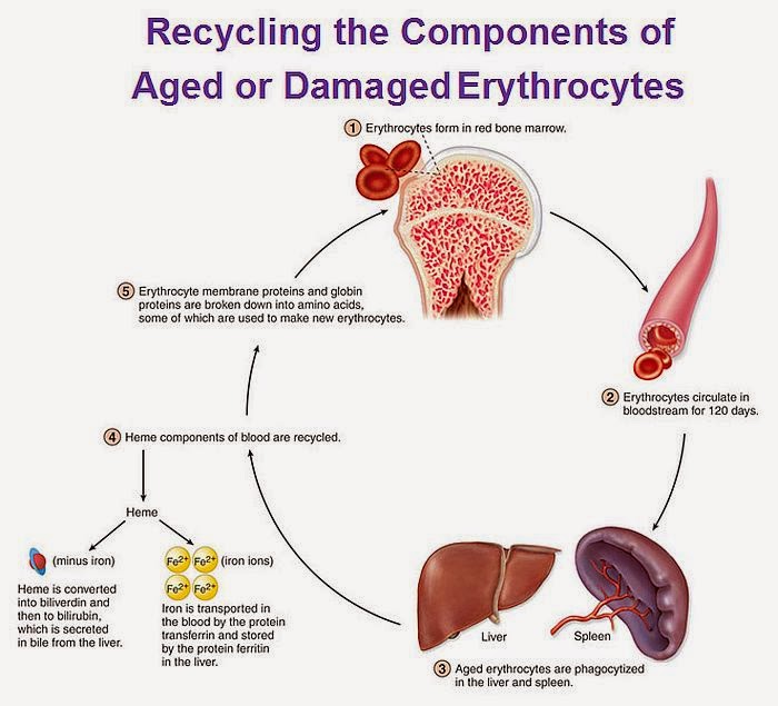 Human Body Flow Diagram Mania  Life Cycle Of Red Blood Cells