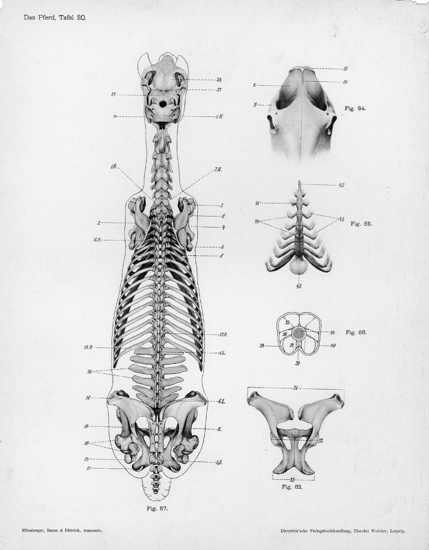 Tauben Gurren Sound Warum Gurren Tauben
