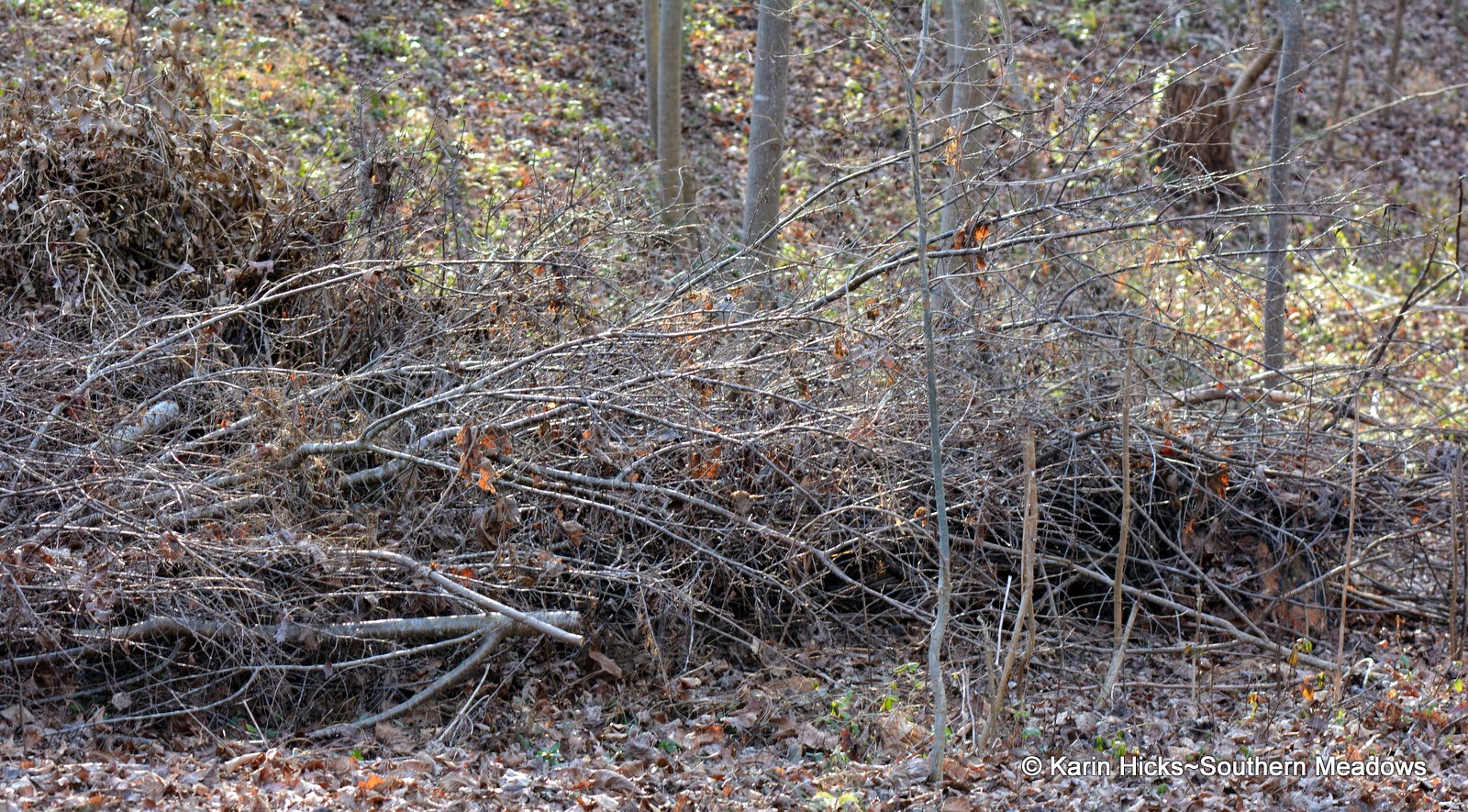 On Creating a Brush Pile