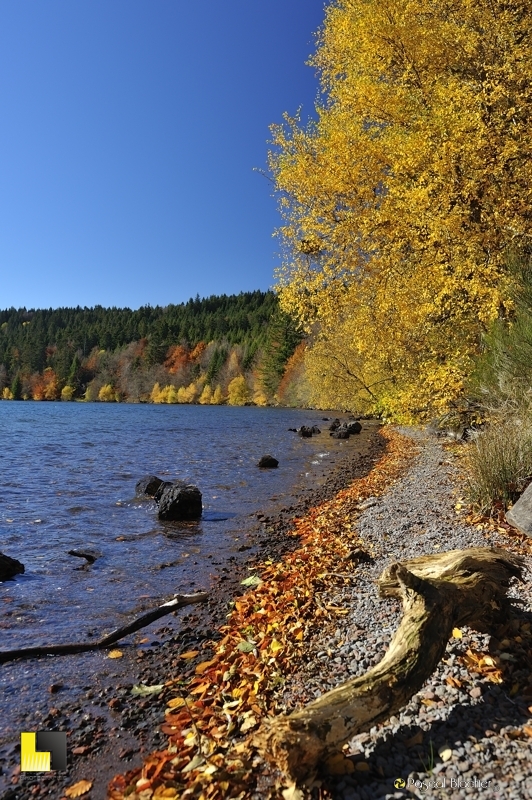bois flotté lac du bouchet photo pascal blachier