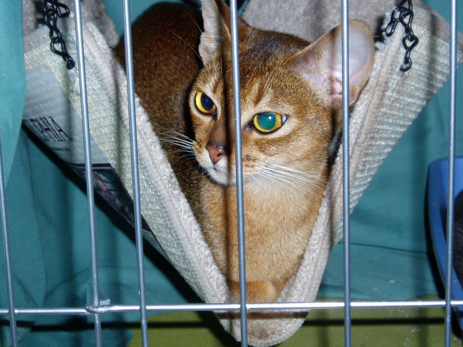 http://2.bp.blogspot.com/-KnN5Meb3ouY/Tx74s8sLkRI/AAAAAAAAFPQ/Wn7PcdKxv-w/s1600/Abyssinian+Cat+Breed++%252838%2529.jpg