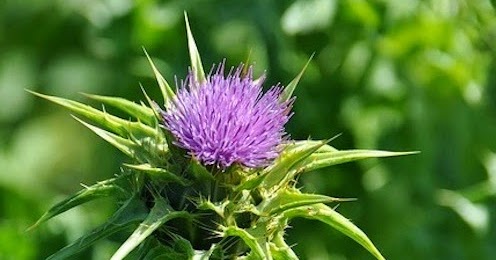 Laminitis Research: Milk Thistle Tested in Laboratory for Possible Endotoxin Neutralization