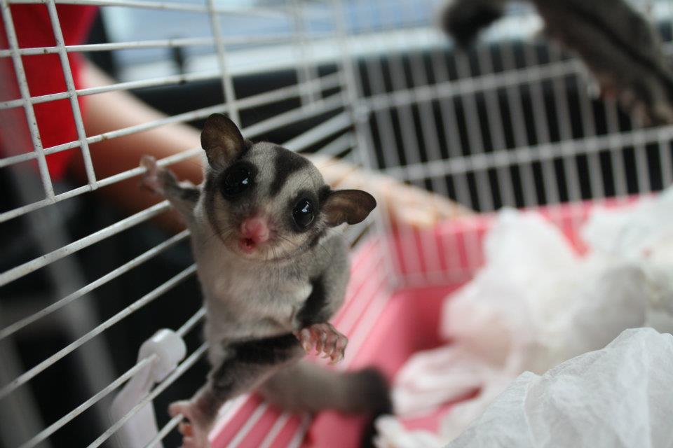 Sell Sugar Glider Here ;]