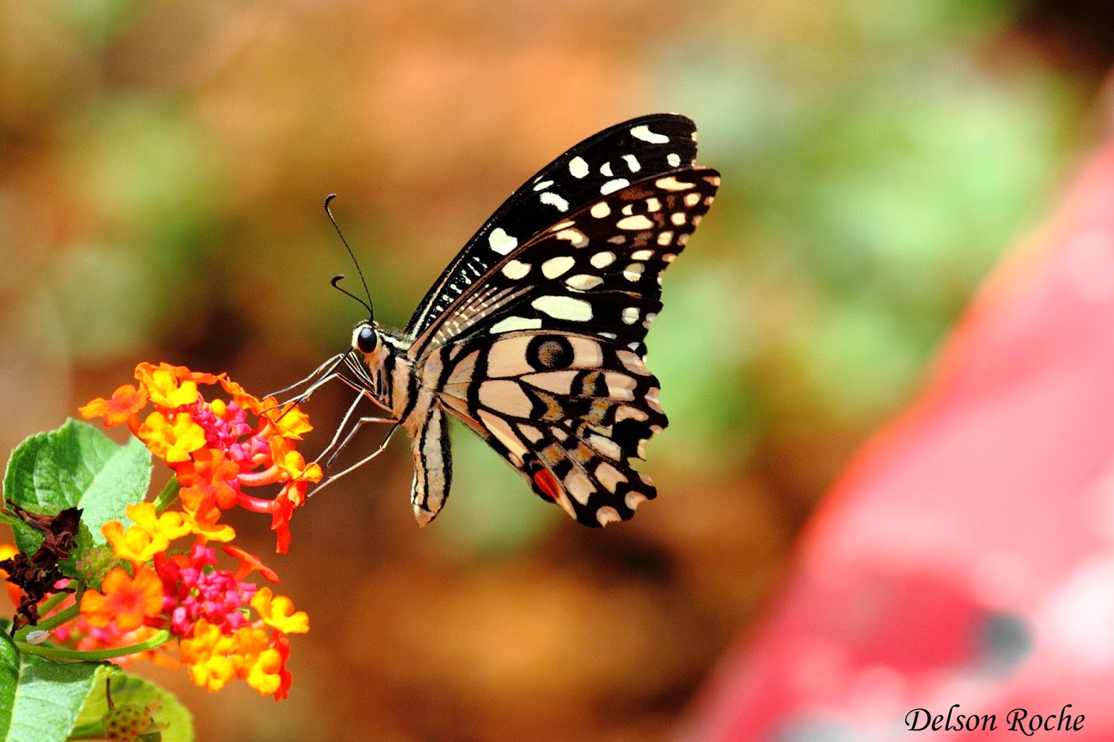 Friendly Animals Lime Butterfly
