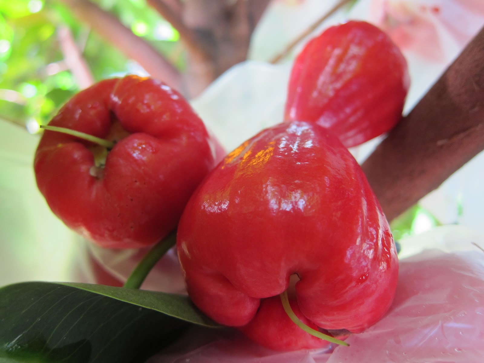 Jambu Fruit