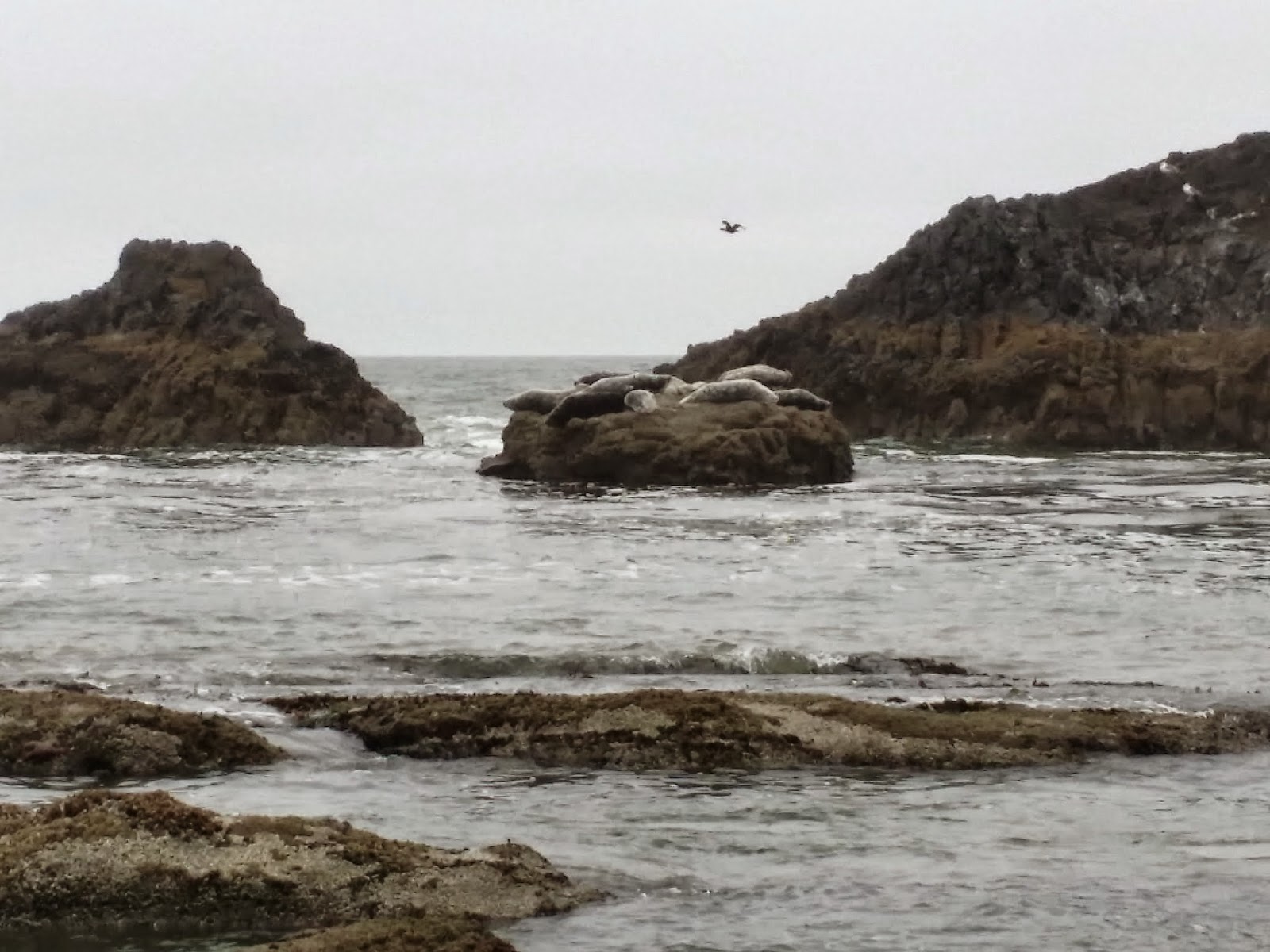 seals on the rocks