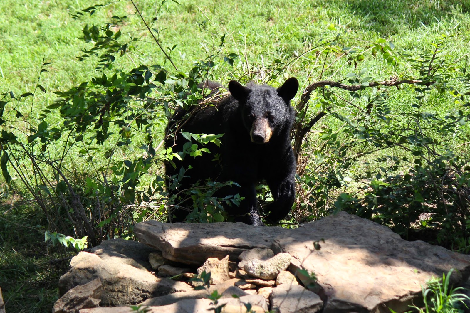 Janie's Pocono Mountain Garden There's A Bear In My Yard!