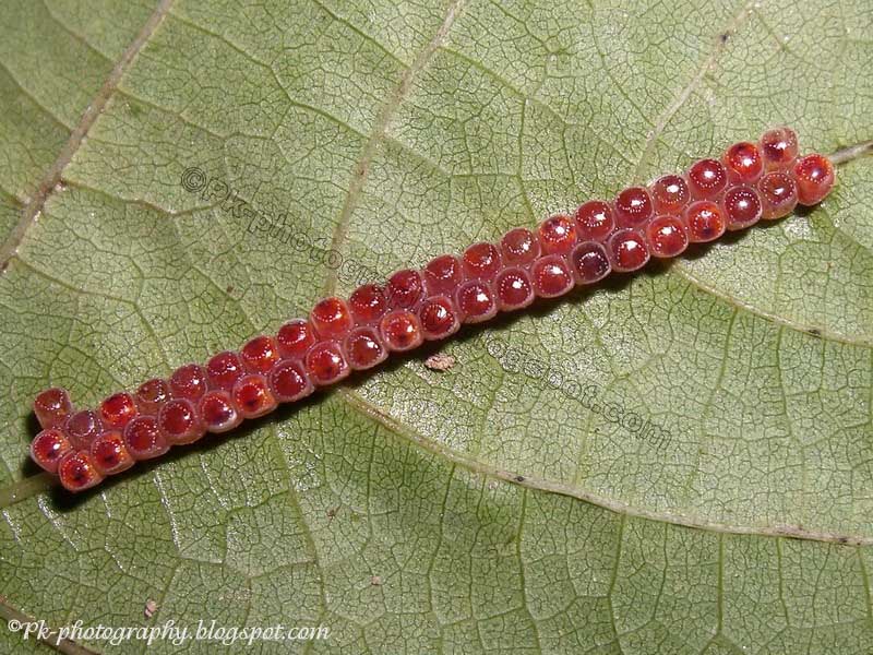 Red Bug Eggs Nature, Cultural, and Travel Photography Blog
