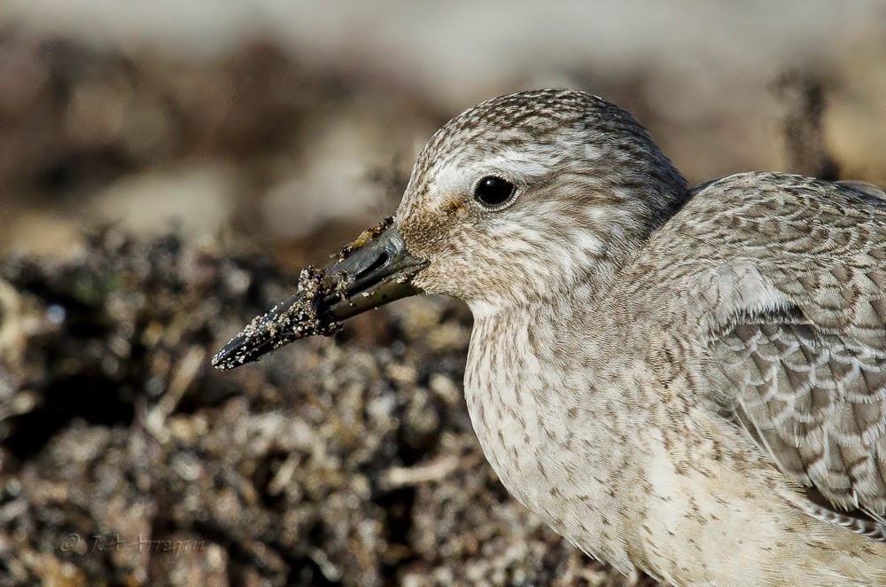 Correlimos gordo, Calidris canutus, Red Knot Correlimos gordo, Calidris canutus, Red Knot