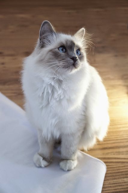 Top 05 Cat Breeds For Families