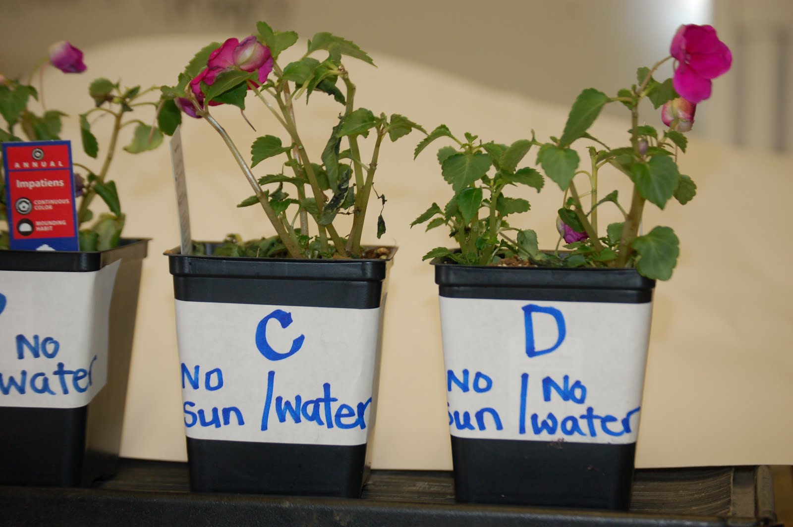 to Room 5! What Do Plants Need To Grow?