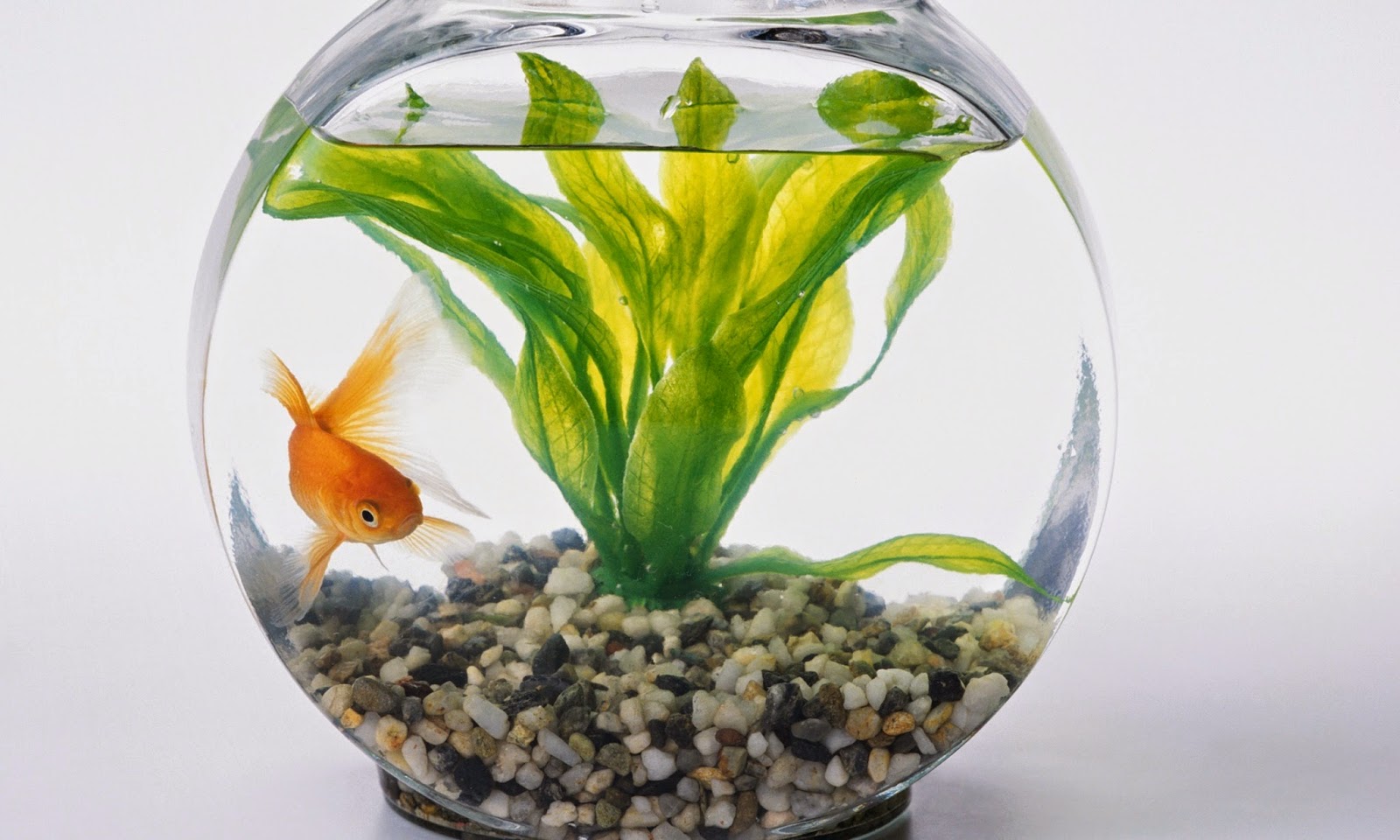 o peixe dourado tem mesmo uma memória terrível mina de ciência
