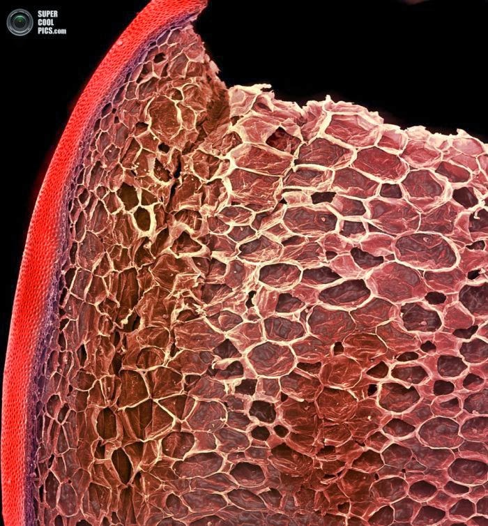 News Dumper Food under the microscope