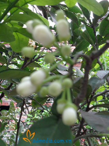 hương hoa bưởi hương hoa bưởi