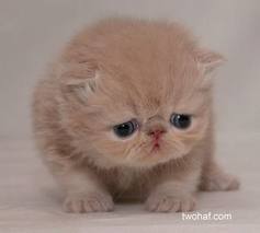 Yavru Kediler Yavru Kediler