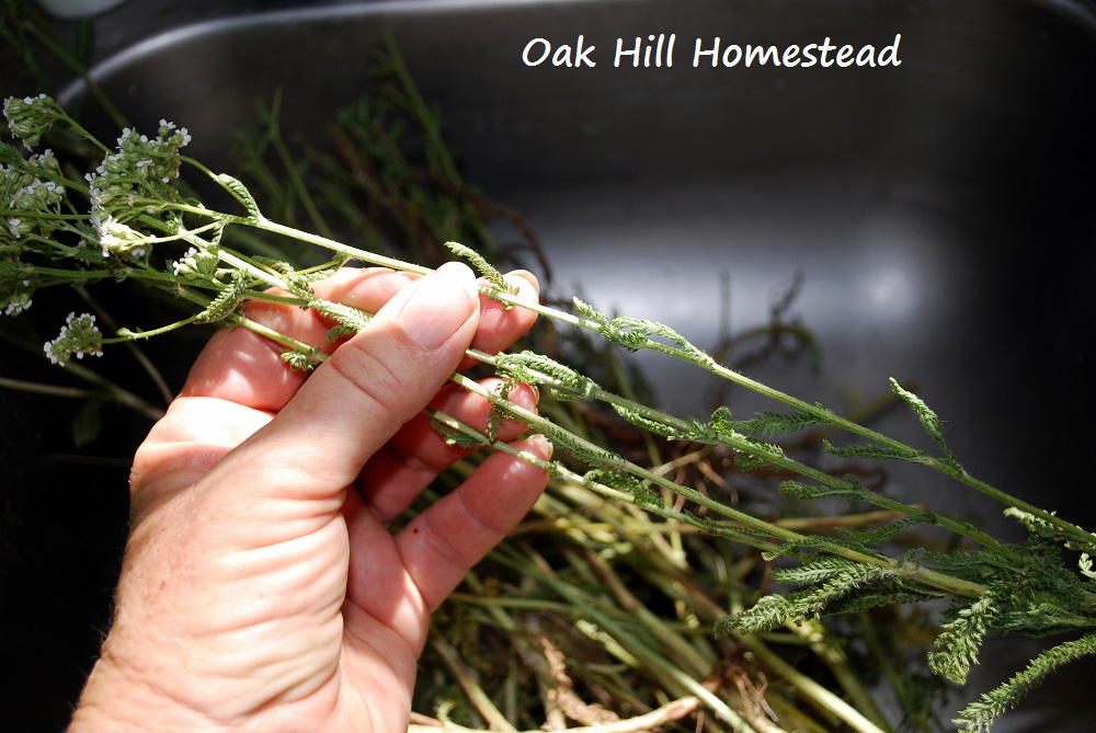 How To Harvest and Dry Yarrow Oak Hill Homestead