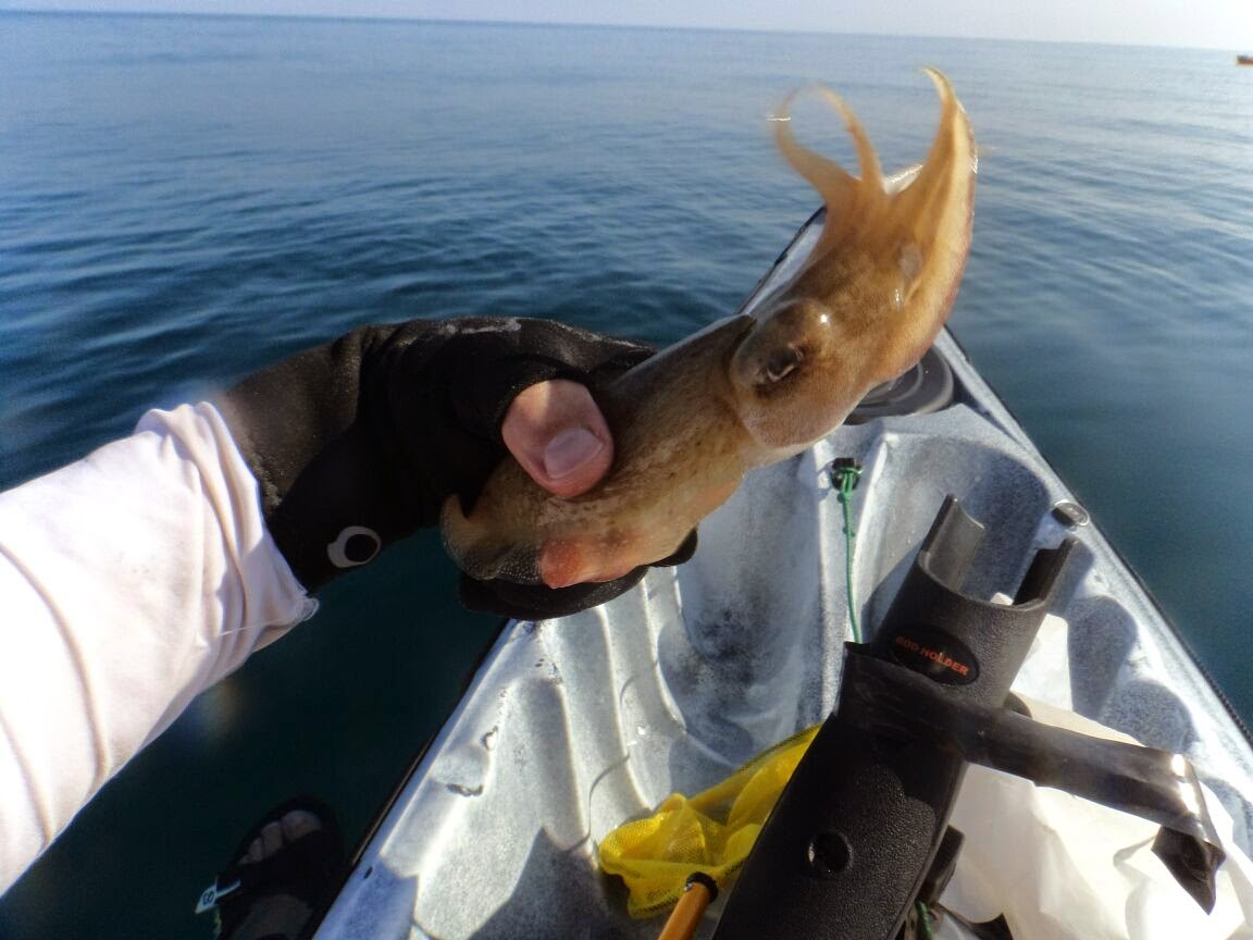 Pesca de calamares y sepias desde kayak