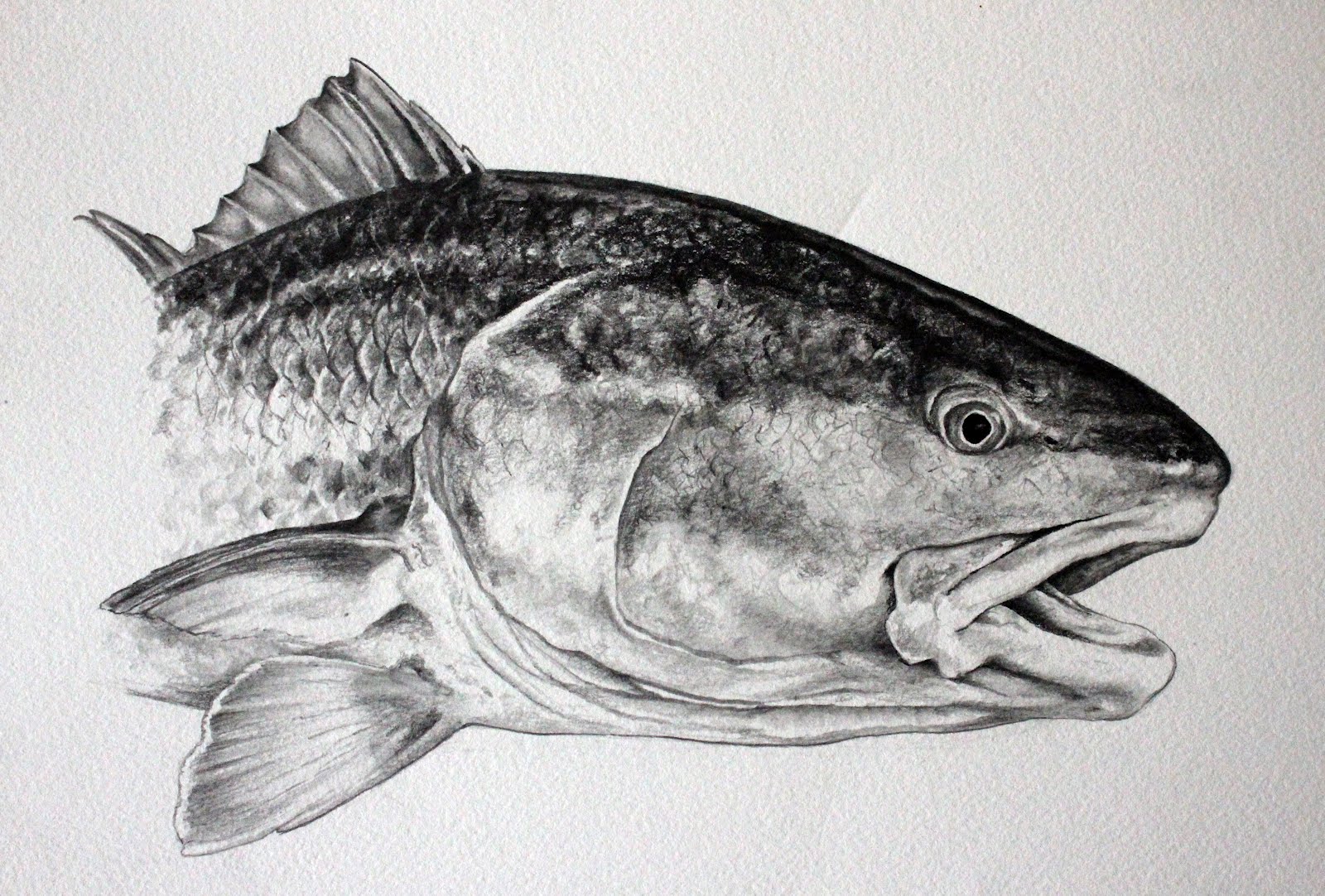 Fire Fly Fisherman: Redfish