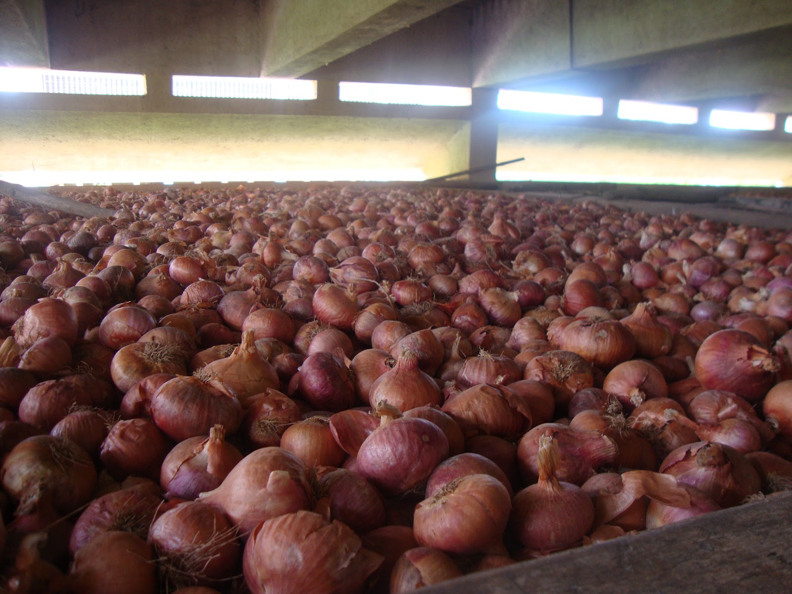 sreepadam Bulk Storage of Onion