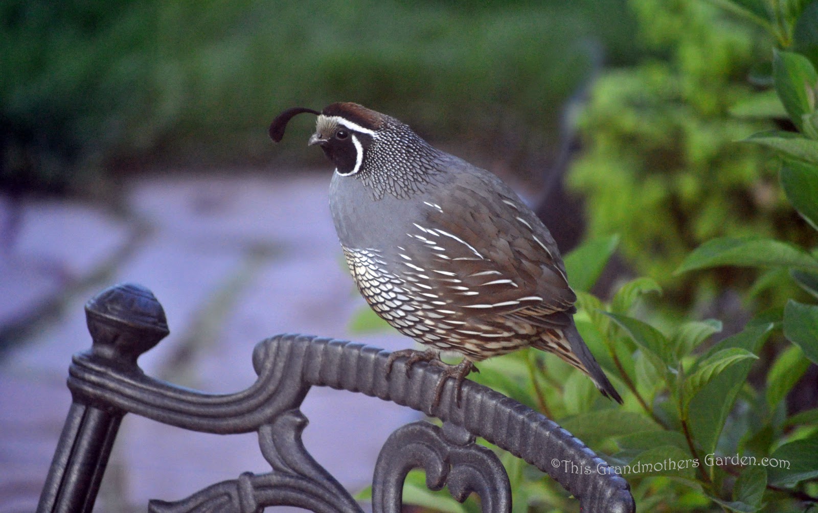 This Grandmother's Garden The Highest Award a Garden Can Ever Achieve...