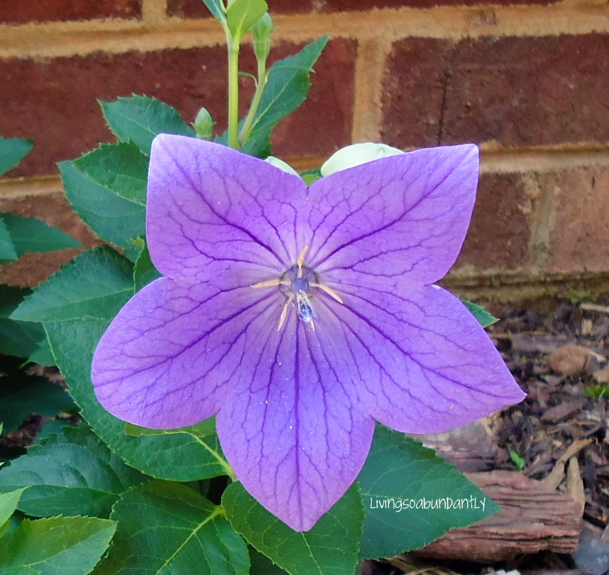 Purple Balloon Flower HD wallpaper (880 x 831 )