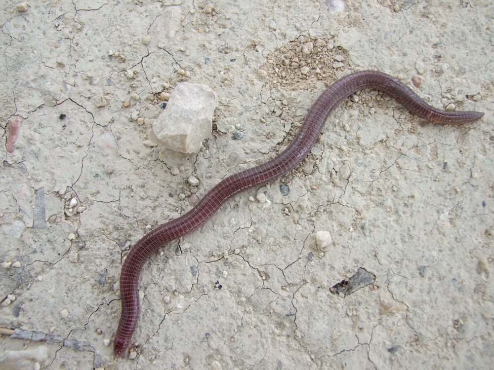 Ofidico Origen y Generalidades de las Serpientes