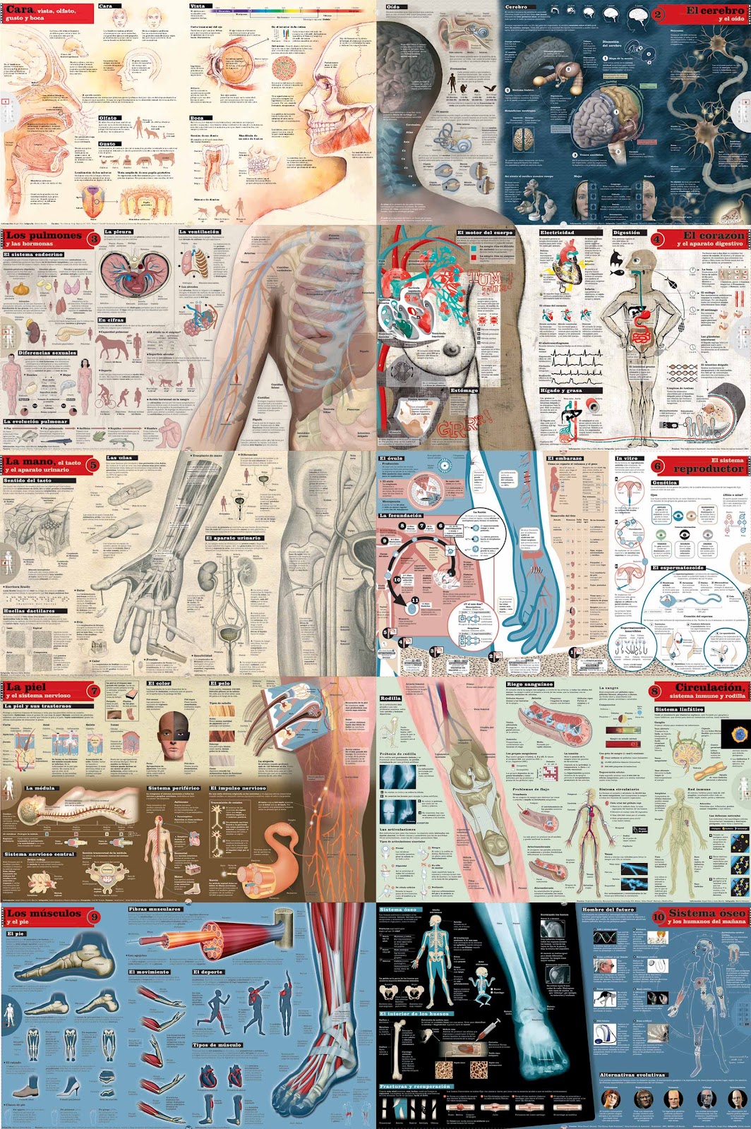 Anatomía de un Diseñador Gráfico cunista | Infografia Cun