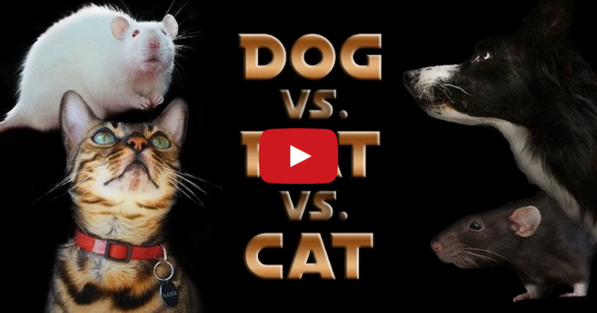 Dog Trained To Do Awesome Trick Dog Trained To Do Awesome Trick