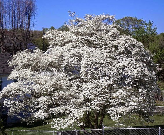 Flowering Dogwood (next door neighbor's tree) Flowering Dogwood (next door neighbor's tree)