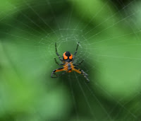 gagamba sa pilipinas http://mindnetworks.blogspot.com/2013/09/insects-of-philippines.html