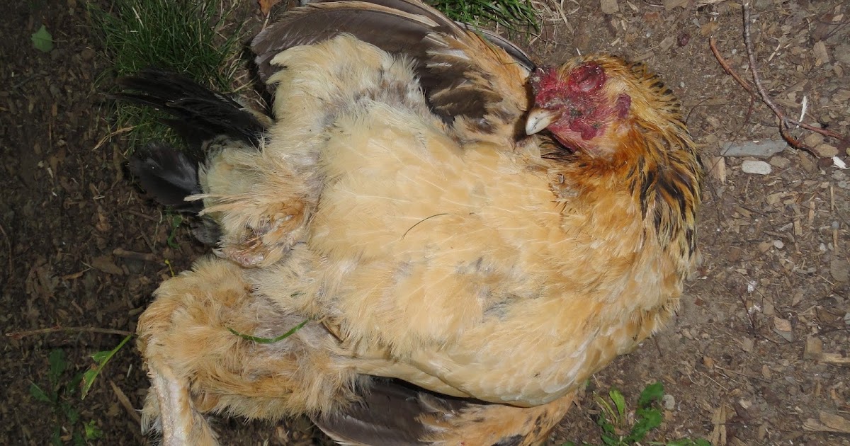 The Messy Organic Mum Chicken Deaths