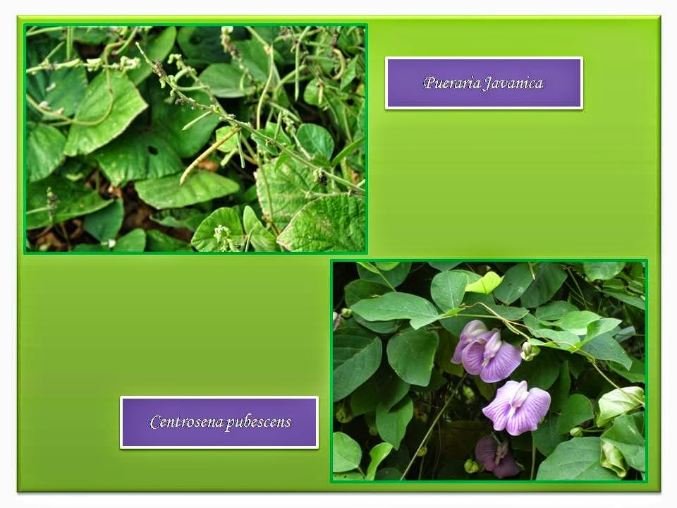  Pueraria Javanica (PJ)