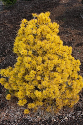 Le Berberis Ou Epine Vinette Les Jardins De Fabien