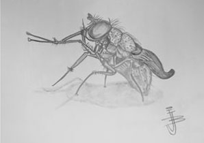 Mosquito