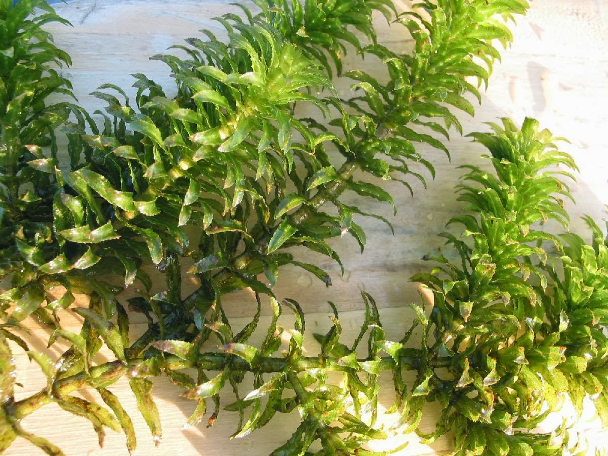 Contoh Laporan Fotosintesis Pada Tanaman Hydrilla | laporan kum laporan raktikum ingenhousz pada hydrilla Contoh Laporan Fotosintesis Pada Tanaman Hydrilla | laporan kum laporan raktikum ingenhousz pada hydrilla