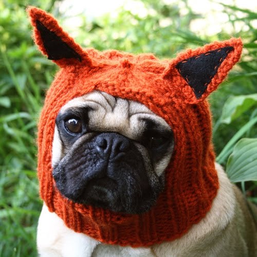 Can Dogs Be Allergic To Bunnies Can Dogs Be Allergic To Bunnies